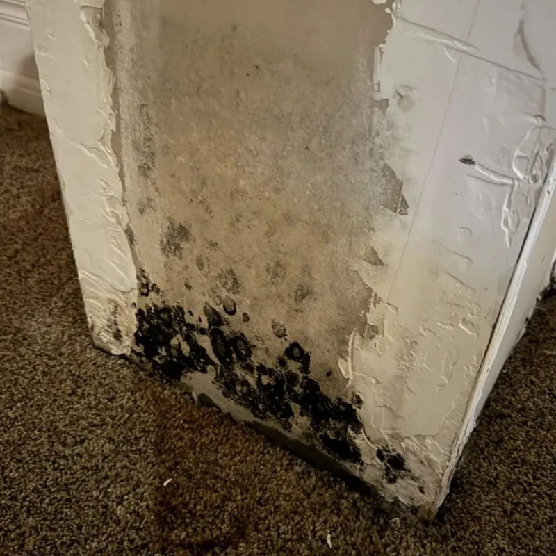 Professional Mold Removal in Montgomery County, AR